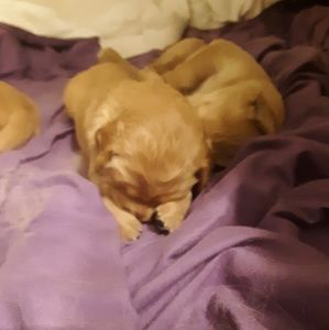 Meet your Posher, Nevaeh